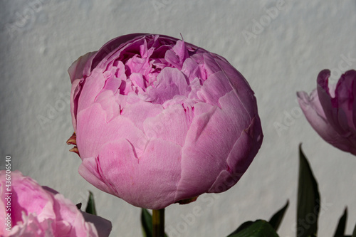 Fototapeta Naklejka Na Ścianę i Meble -  Blooming pink peony flower on a light background