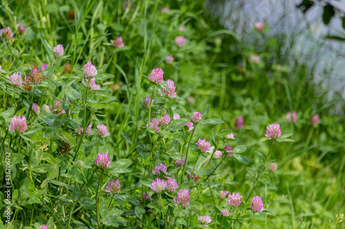 Meadow with blooming clover flowers