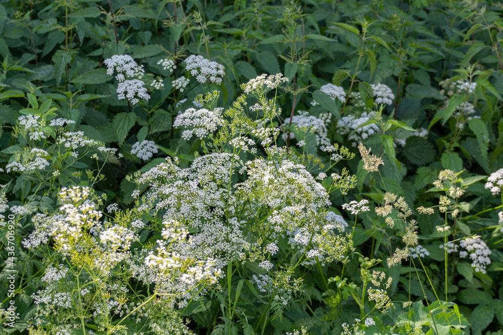 Blooming small white flowers in the park