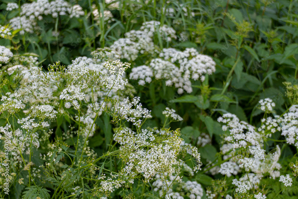 Blooming small white flowers in the park Blooming small white flowers in the park