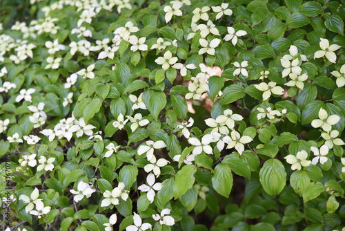 Cornus kousa chinensis au printemps photo