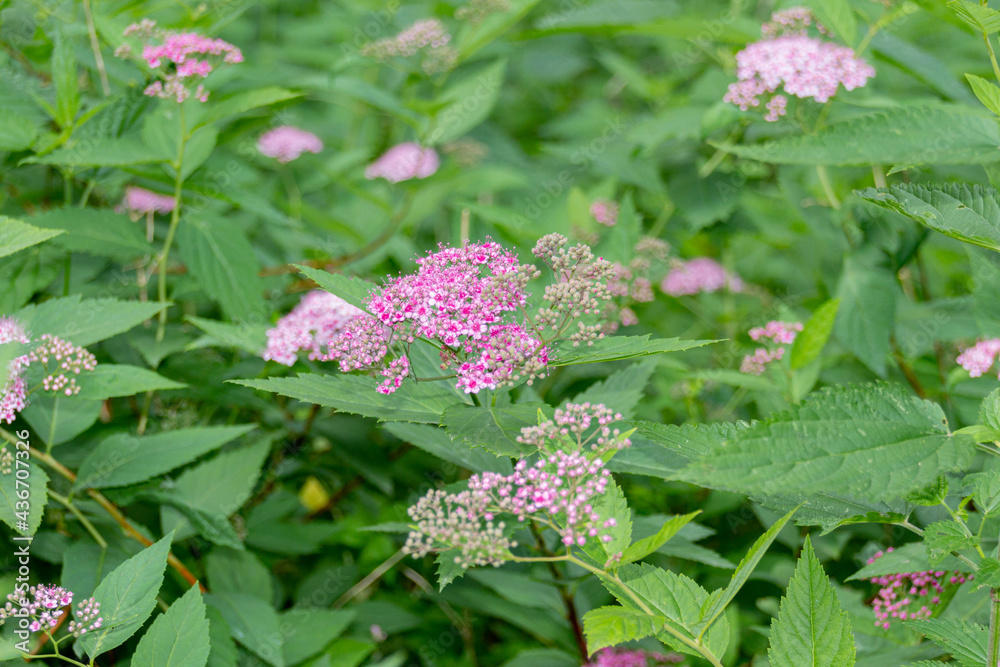 Blooming pink flowers on the meadow in the park Blooming pink flowers on the meadow in the park