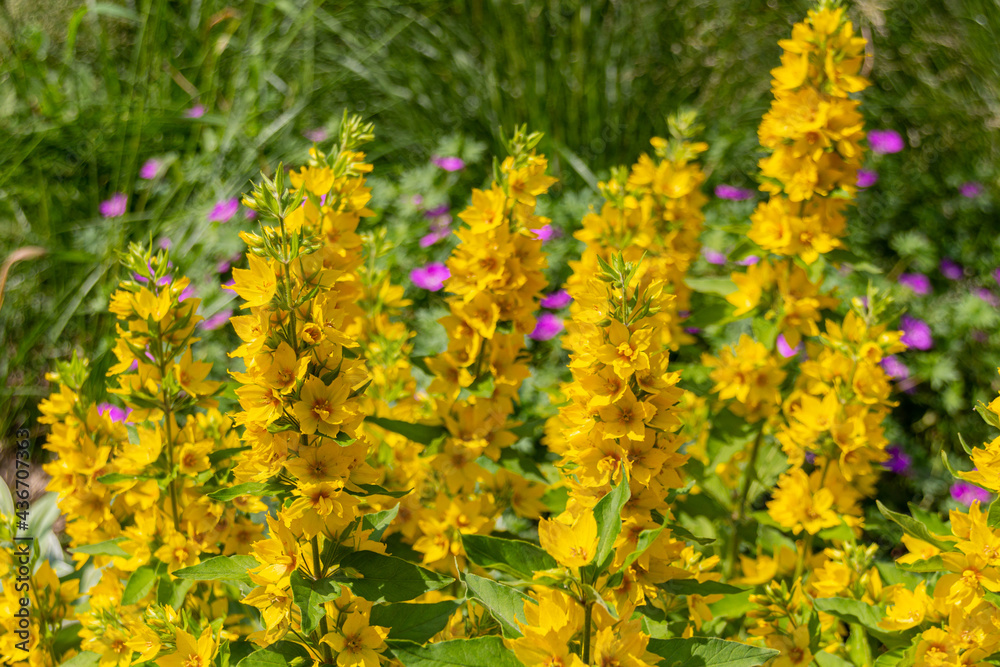 Obraz premium Blooming Lysimachia flowers on the meadow, black and white photo.