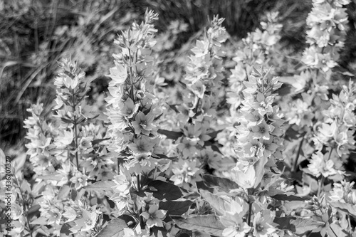 Blooming Lysimachia flowers on the meadow, black and white photo.