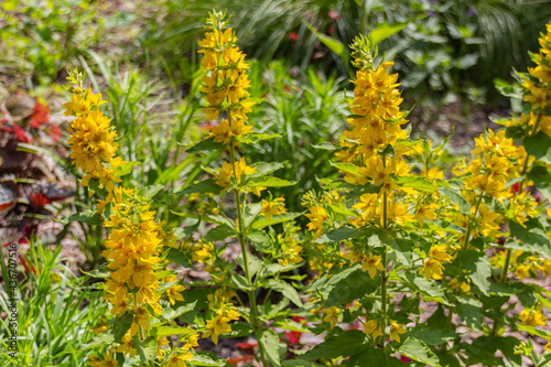 Blooming Lysimachia flowers on the meadow, black and white photo.