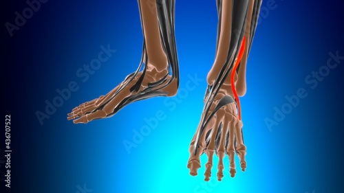Fibularis tertius Muscle Anatomy For Medical Concept 3D photo