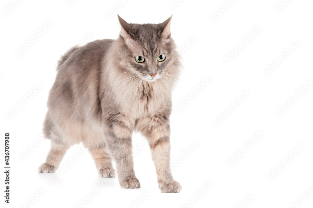 Fluffy gray cat isolated on white background