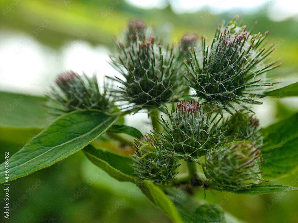 Macro photo of Inflorescences of Woolly burdock (Arctium tomentosum) on a meadow Macro photo of Inflorescences of Woolly burdock (Arctium tomentosum) on a meadow
