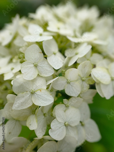 Blooming white Hydrangea (Hydrangea macrophylla) flowers on a branch © topolov_nick