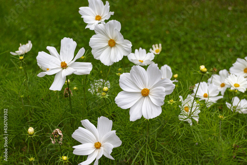 Blooming white garden cosmos (Cosmos bipinnatus) flowers on a meadow