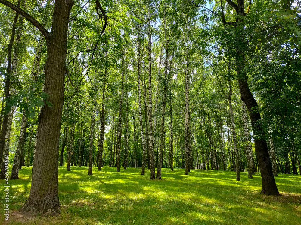 Birch tree forest during summer Birch tree forest during summer