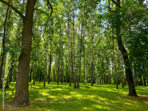 Birch tree forest during summer