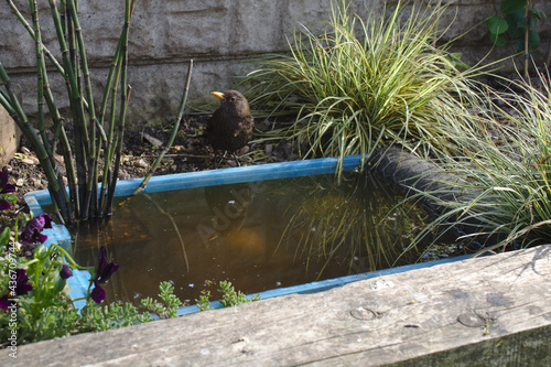 Female Blackbird with reflection in a tiny garden pond
 photo