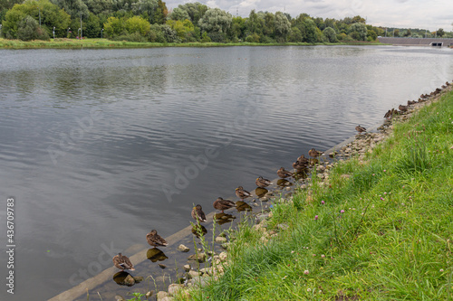 Group of grey ducks (Pacific black duck) sitting in a row near water photo