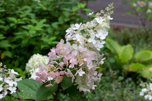 Blooming oakleaf hydrangea (Hydrangea quercifolia) flowers photo