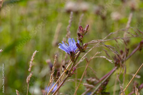 Common chicory (Cichorium intybus) flowers blooming on a meadow © topolov_nick
