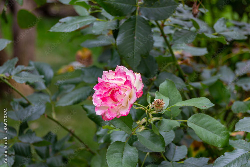 Blooming Chinese rose (Rosa chinensis) in a garden