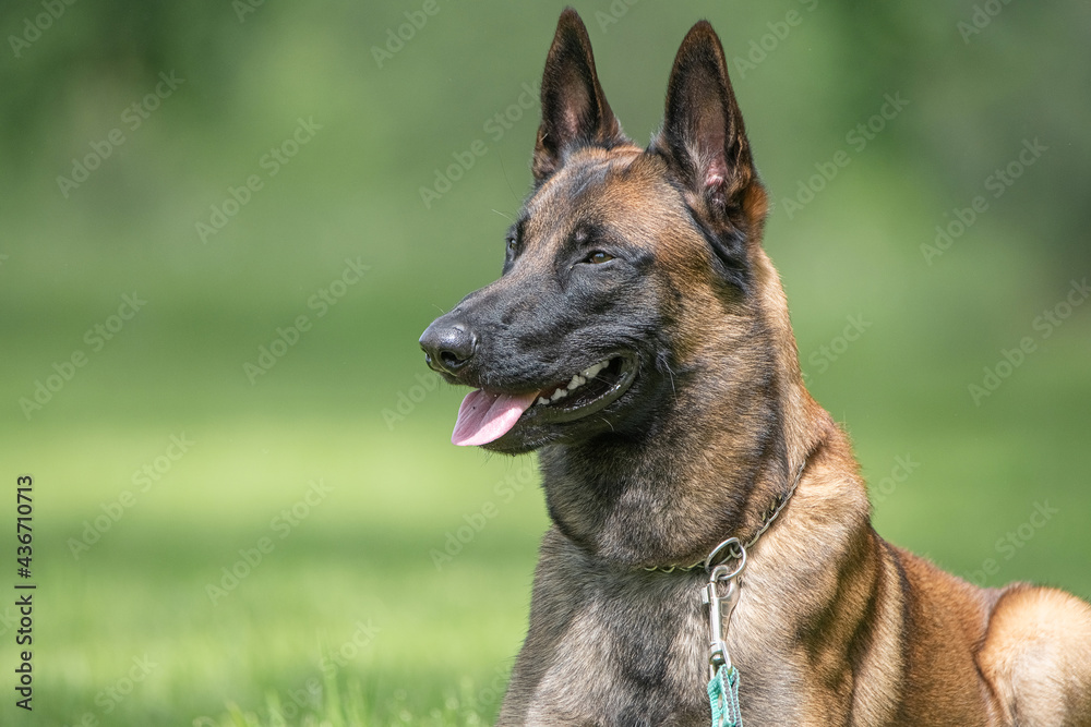 Portrait of a beautiful thoroughbred Belgian Shepherd Malinois in a summer park. Portrait of a beautiful thoroughbred Belgian Shepherd Malinois in a summer park.