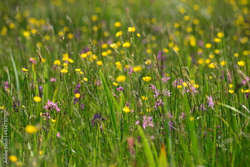 Le Noir Pres, Jersey, U.K. Park reserve wildflower meadow.