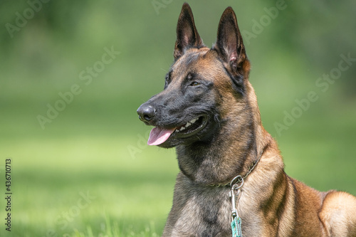 Portrait of a beautiful thoroughbred Belgian Shepherd Malinois in a summer park.