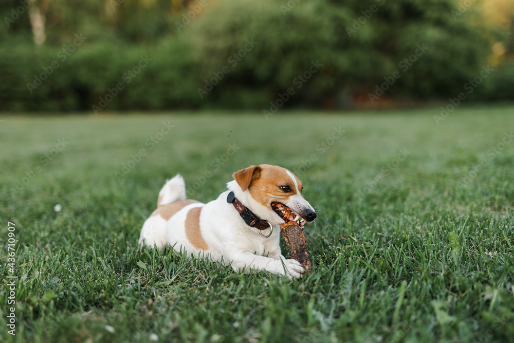 Portrait of a happy and crazy Jack Russell Terrier dog. Smooth coat of red color. Cute and beautiful dog nibbles on a stick and has fun outdoors.