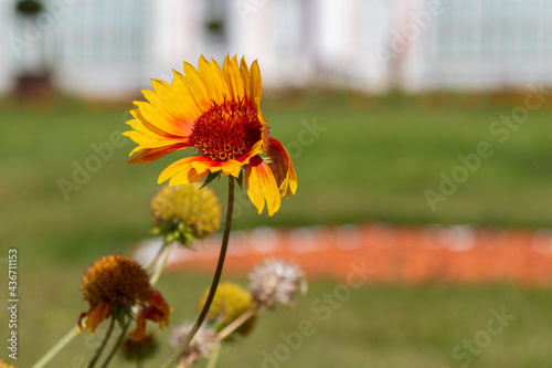 Blooming yellow common blanketflower (Gaillardia aristata) flower photo