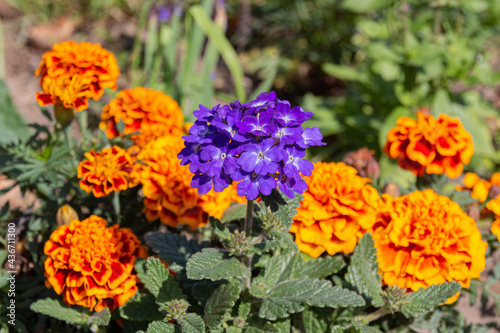 Blooming Mexican marigold (Tagetes erecta) and Verbena flowers