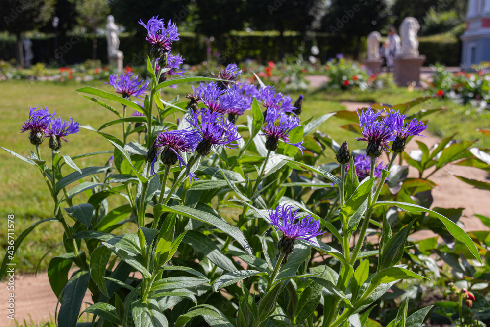 Fototapeta premium Blooming mountain cornflower (Centaurea montana) in garden