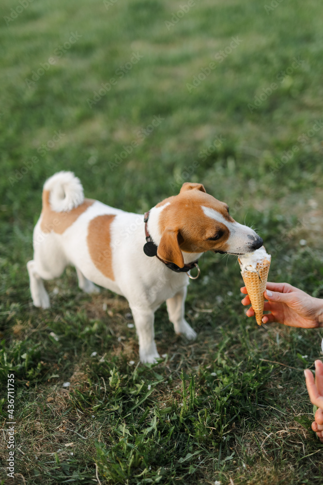 Portrait of a happy and crazy Jack Russell Terrier dog eating ice cream. Smooth coat of red color. Cute and beautiful dog has fun outdoors. Portrait of a happy and crazy Jack Russell Terrier dog eating ice cream. Smooth coat of red color. Cute and beautiful dog has fun outdoors.