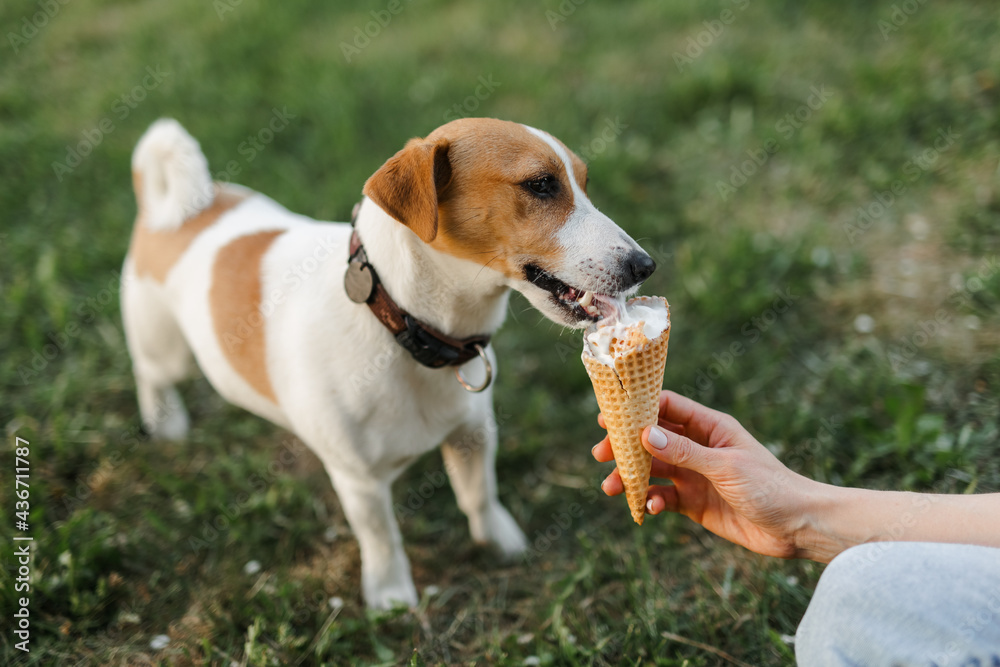 Portrait of a happy and crazy Jack Russell Terrier dog eating ice cream. Smooth coat of red color. Cute and beautiful dog has fun outdoors.