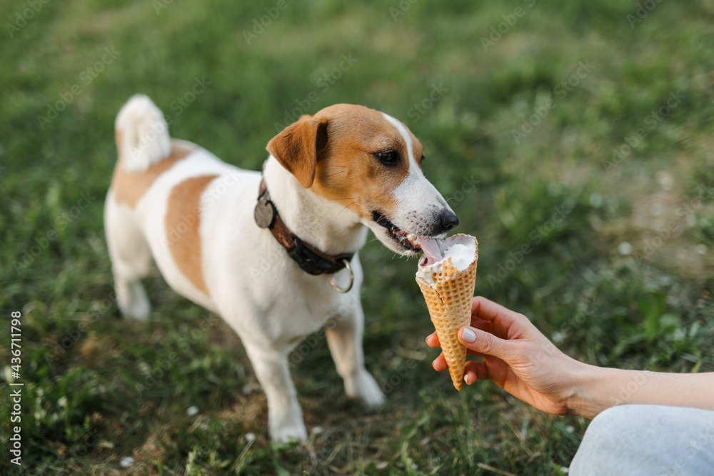 Portrait of a happy and crazy Jack Russell Terrier dog eating ice cream. Smooth coat of red color. Cute and beautiful dog has fun outdoors.