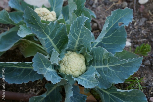 Young plant of Cauliflower in the garden