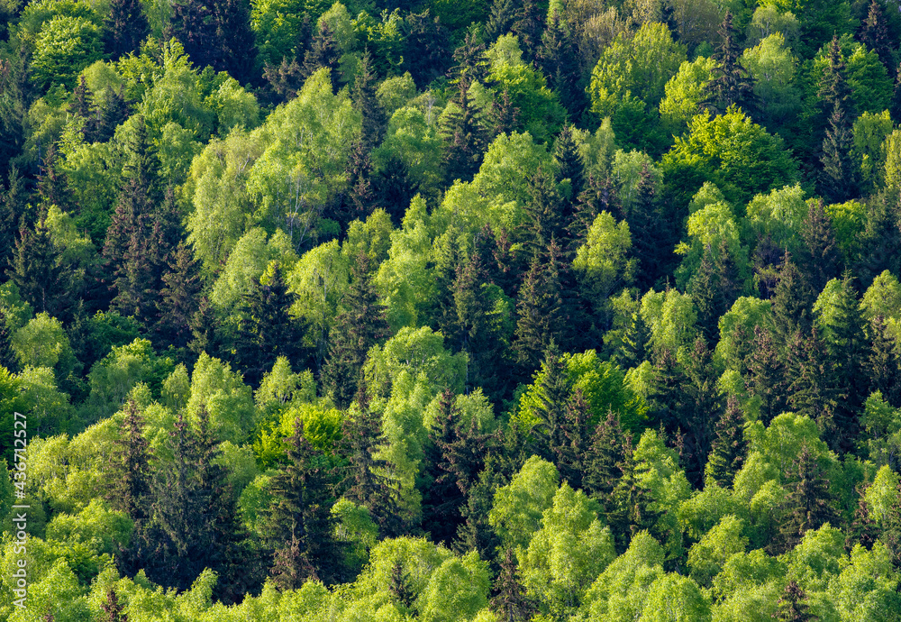 landscape with deciduous and coniferous forest landscape with deciduous and coniferous forest