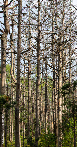 Fototapeta Naklejka Na Ścianę i Meble -  many dry trees in the forest