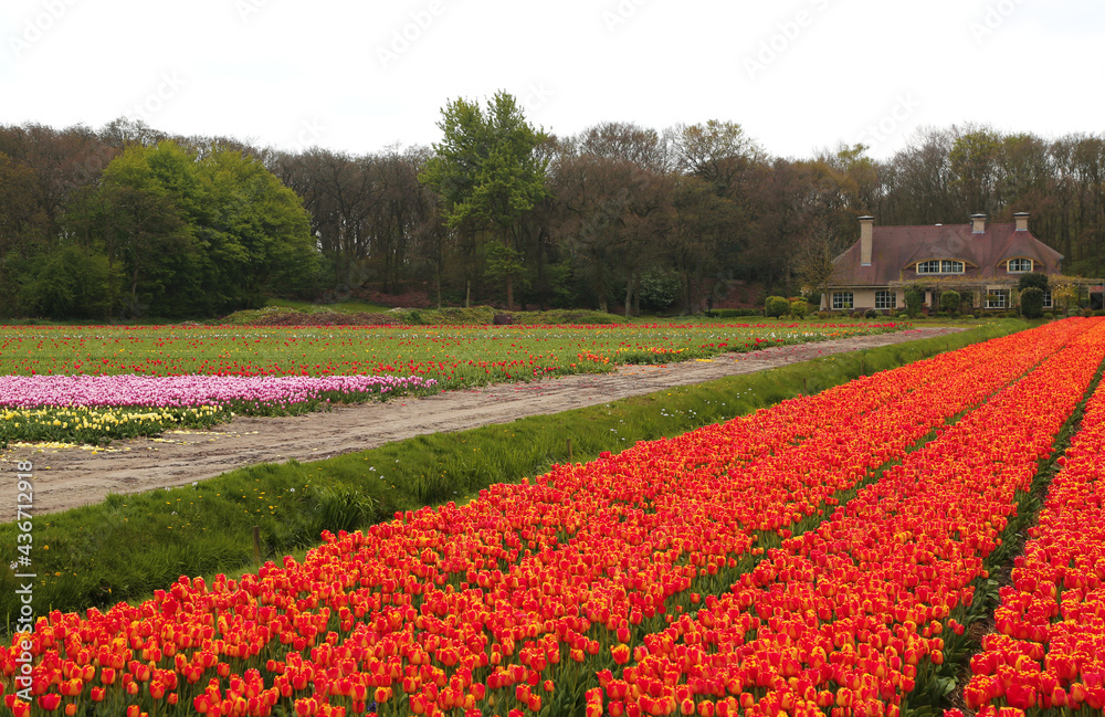The spectacle of the blooming of tulips in Holland