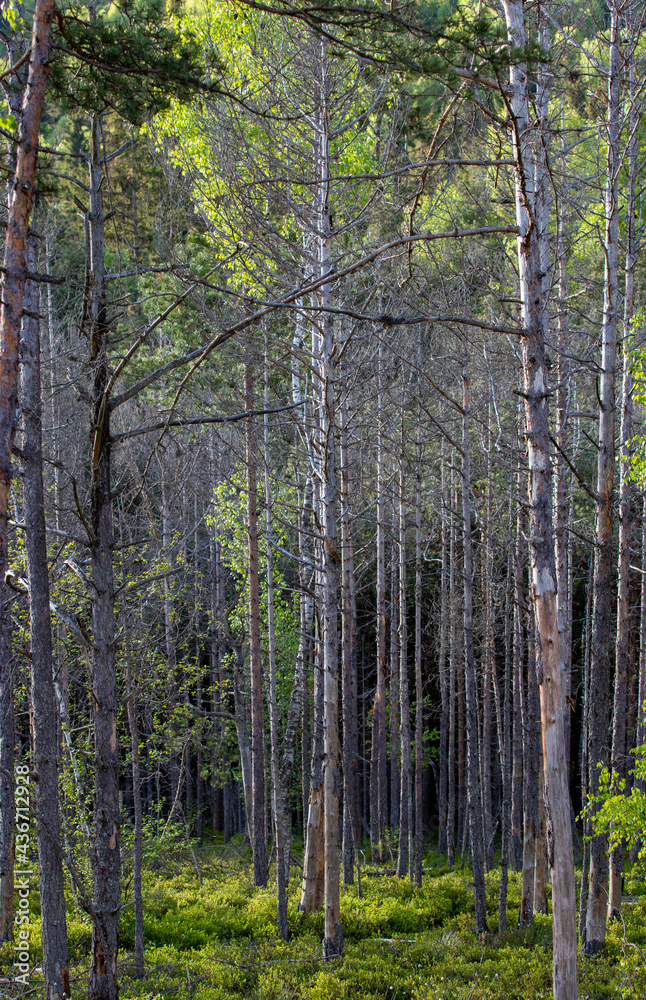 Fototapeta premium many dry trees in the forest