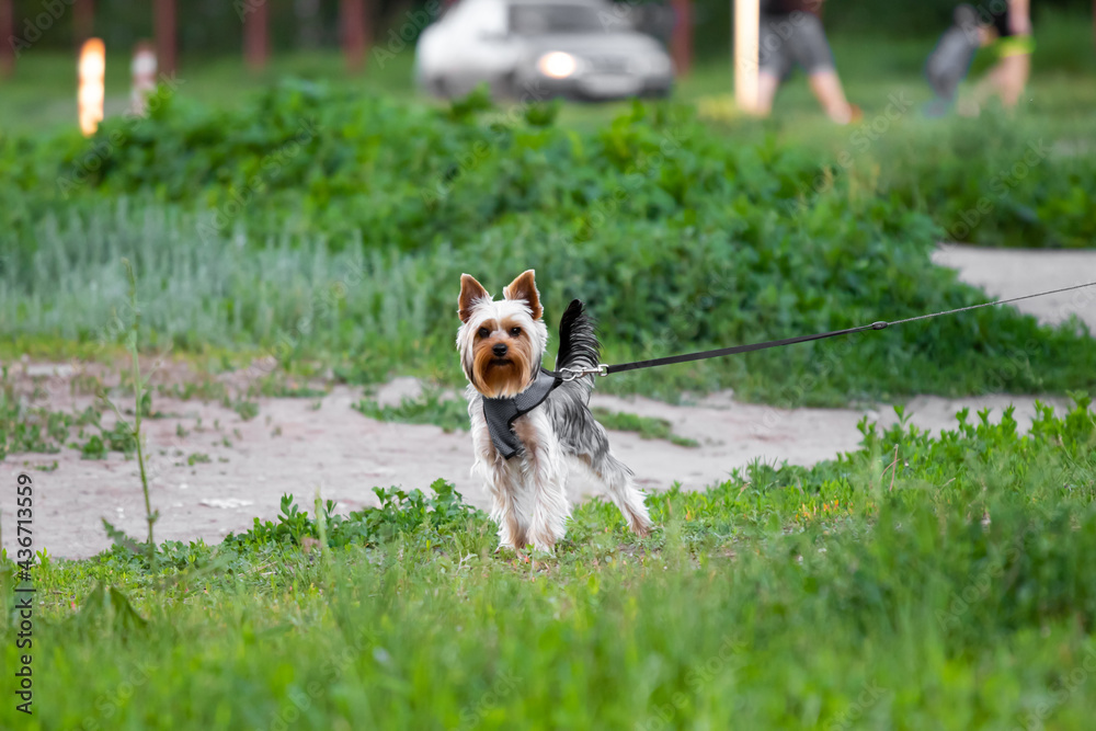 A Yorkshire terrier dog with groomed hair on a leash stands in the middle of a frame in which there is a lot of green grass in the city with people and a car at the back. Well-groomed pet on a walk.