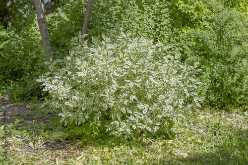 Bright variegated white derain bush of the family Cornaceae in a spring park on a sunny day photo
