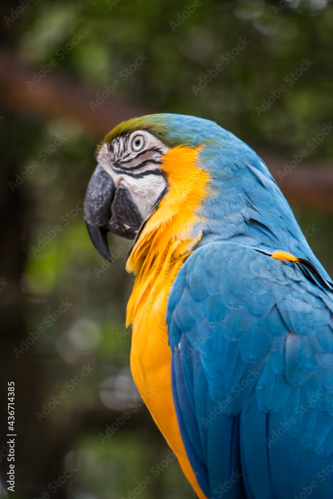 blue and yellow macaw