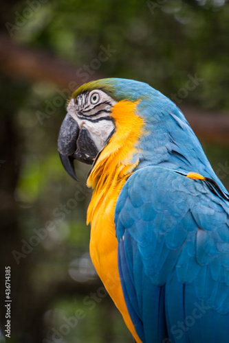 blue and yellow macaw © triany