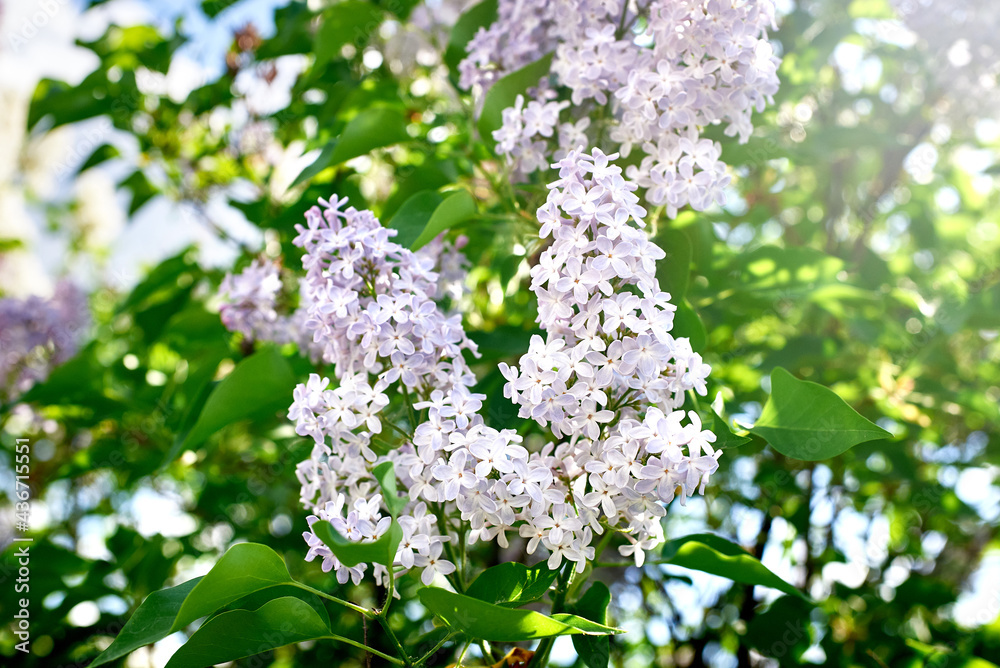 Beautiful purple lilac inflorescences with green foliage. Spring flowering of trees. Beautiful purple lilac inflorescences with green foliage. Spring flowering of trees.