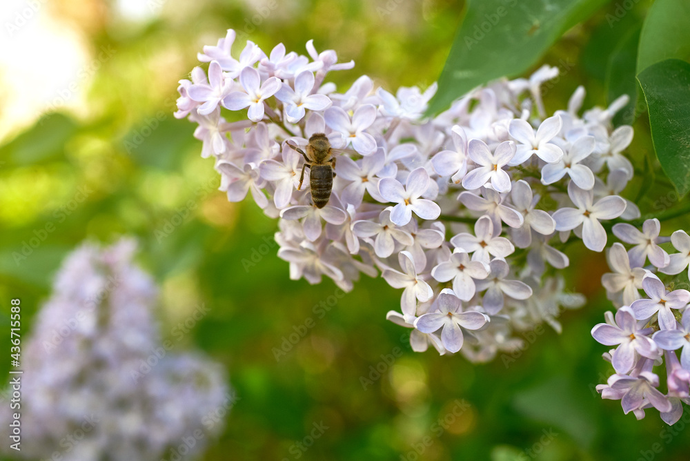 Beautiful purple lilac inflorescences with green foliage. Spring flowering of trees. Beautiful purple lilac inflorescences with green foliage. Spring flowering of trees.