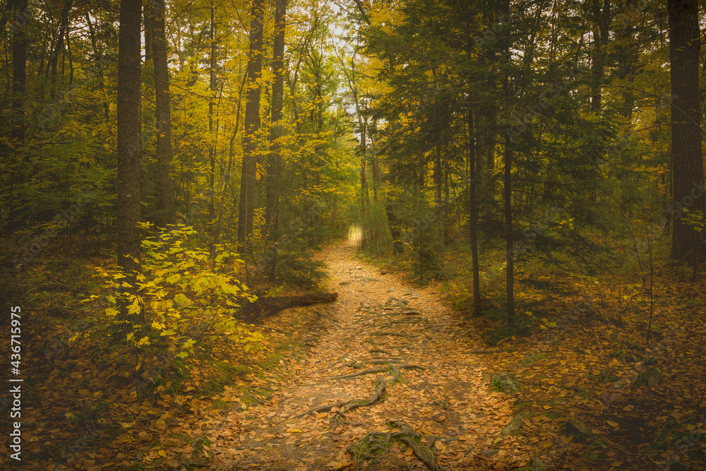 Fototapeta premium autumn in the forest