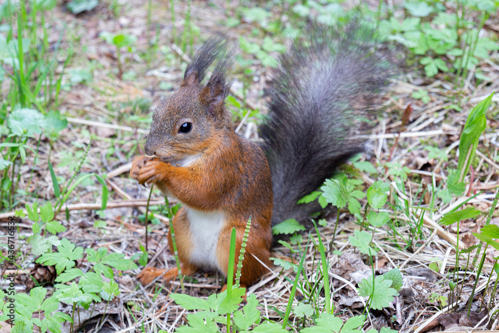 Fluffy red squirrel with white belly sits in a forest glade among grass and eating a nut. Selective focus Fluffy red squirrel with white belly sits in a forest glade among grass and eating a nut. Selective focus