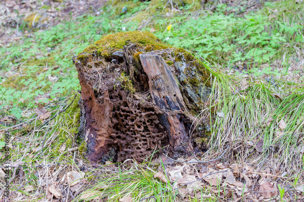 Fototapeta premium Anthill in a rotten log among early springtime forest in siberian taiga