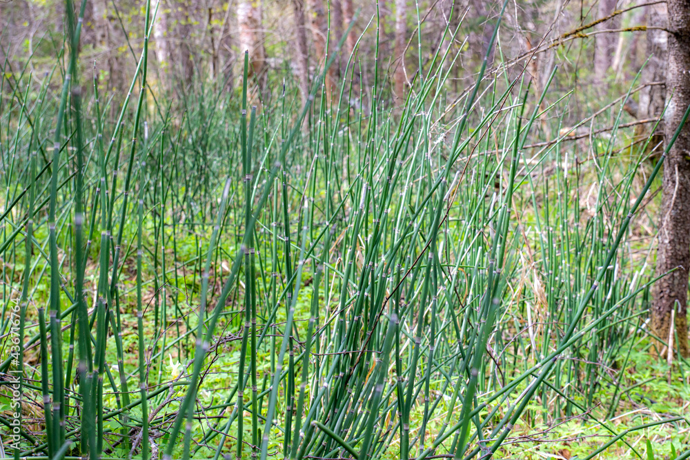 Obraz premium Abstract natural background with green young common reed sprouts or Phragmites australis in swampy forest. Selective focus