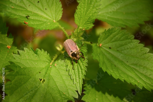 A small beetle crawls along the green lush foliage. Photographed in close-up.