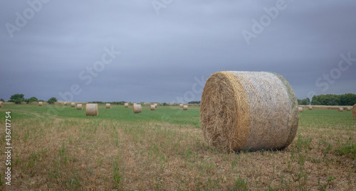 round bales ready for collection on green grass and gray sky 