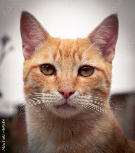 portrait of a cat © kumpay