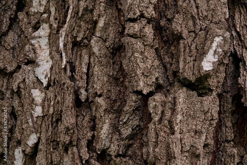 Deeply cracked bark of a really old birch tree Deeply cracked bark of a really old birch tree